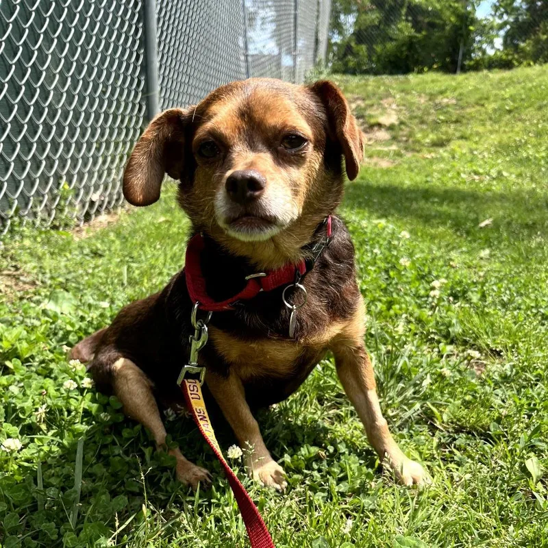 An adult small-sized male Brown / Chocolate Chihuahua dog named Beau for adoption in Nashville, TN