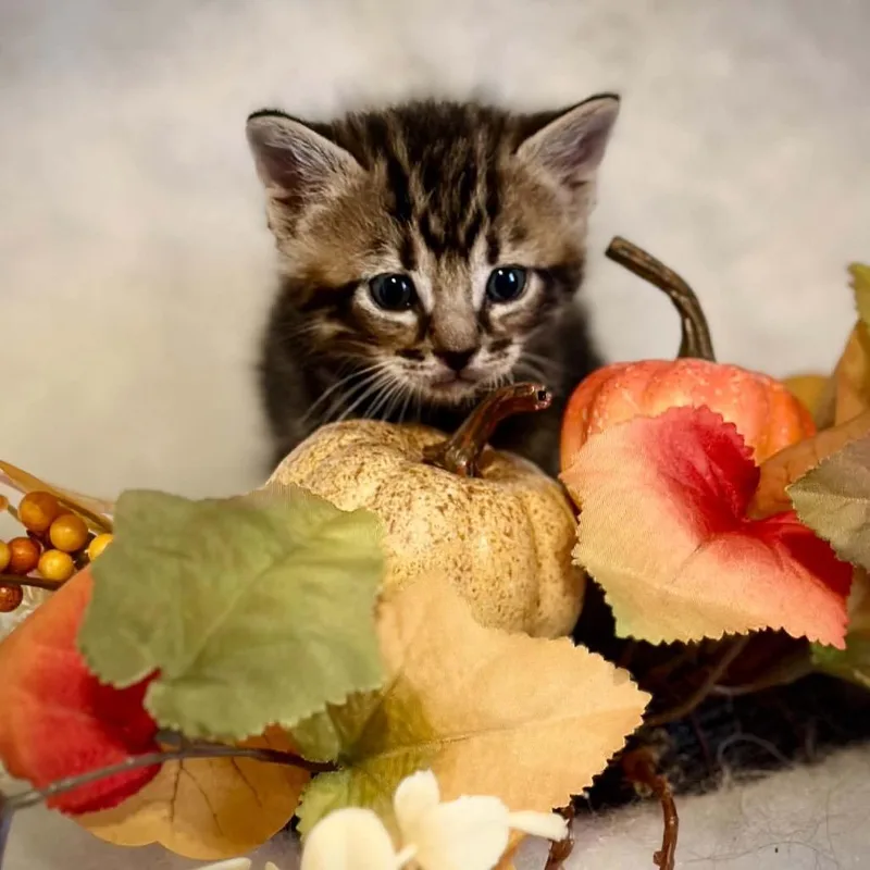 A baby small-sized male Brown / Chocolate Domestic Short Hair cat named Legend for adoption in Newcastle, OK