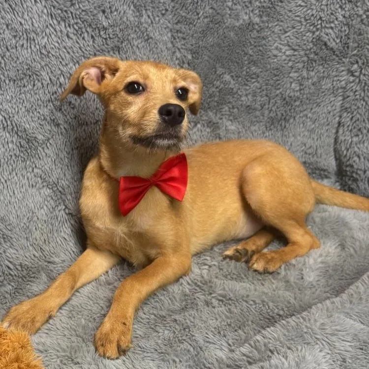 Scruffy Come Meet Me!