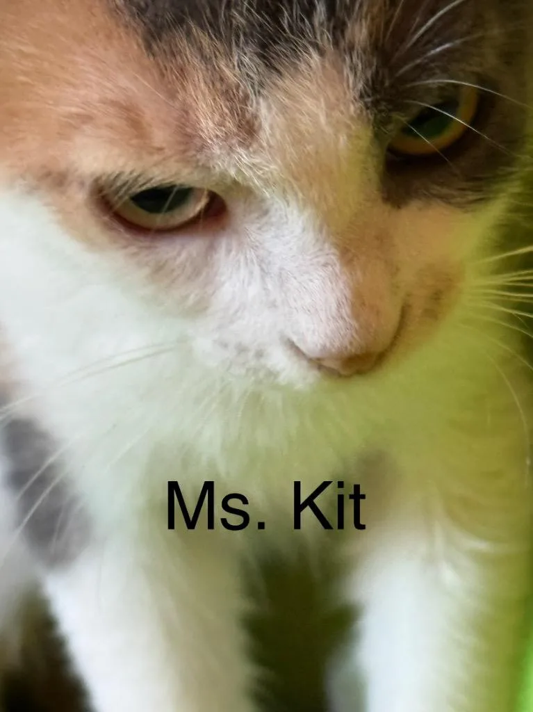 Ms. Kit