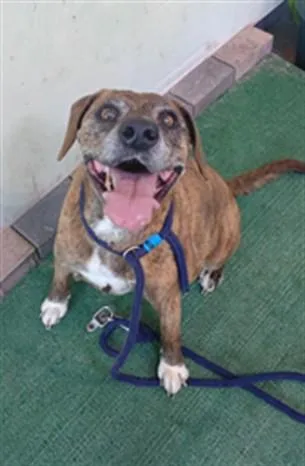 A senior medium-sized male Pit Bull Terrier dog named Loki for adoption in Baldwin Park, CA