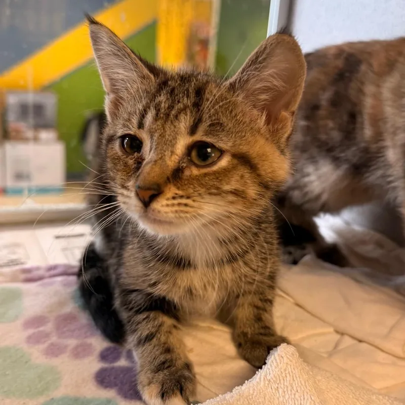 A baby small-sized female Calico Domestic Short Hair cat named South for adoption in Red House, WV