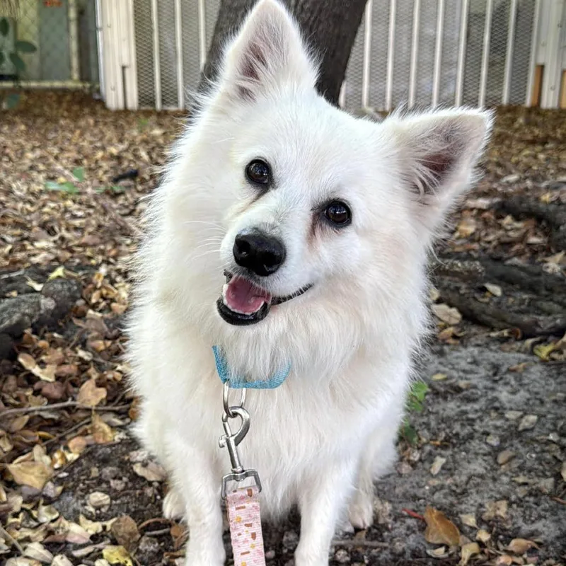 An adult medium-sized male White / Cream Eskimo Dog dog named Benedict for adoption in Lauderhill, FL