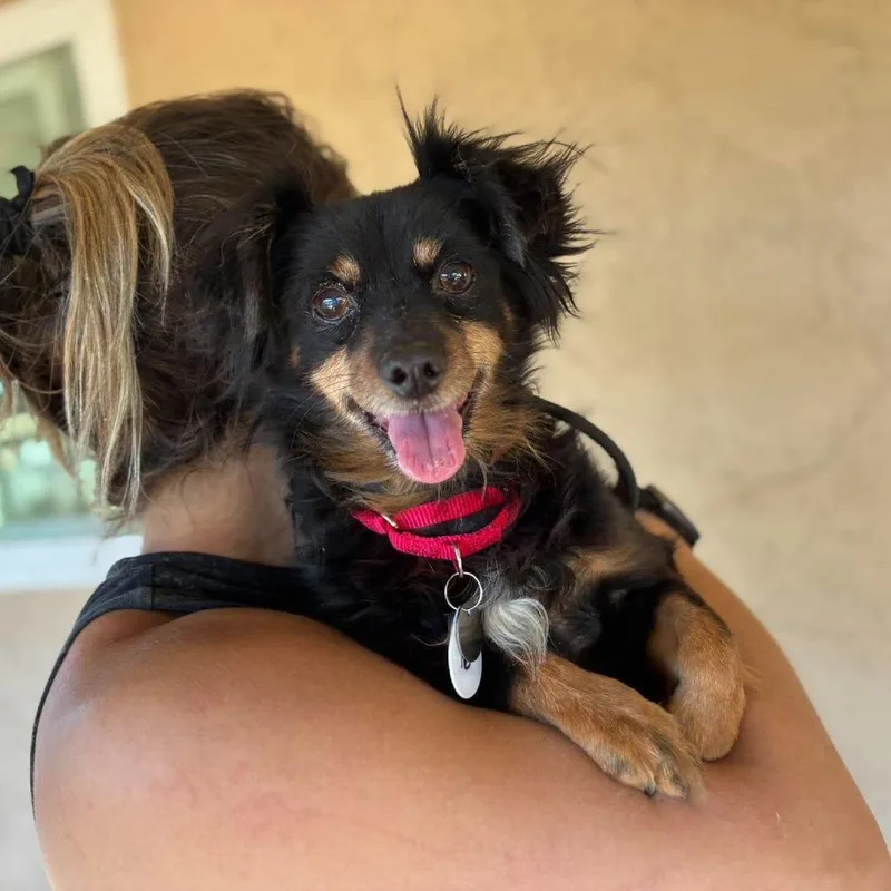 A senior small-sized male Black Spaniel dog named Mighty Mouse for adoption in Ramona, CA