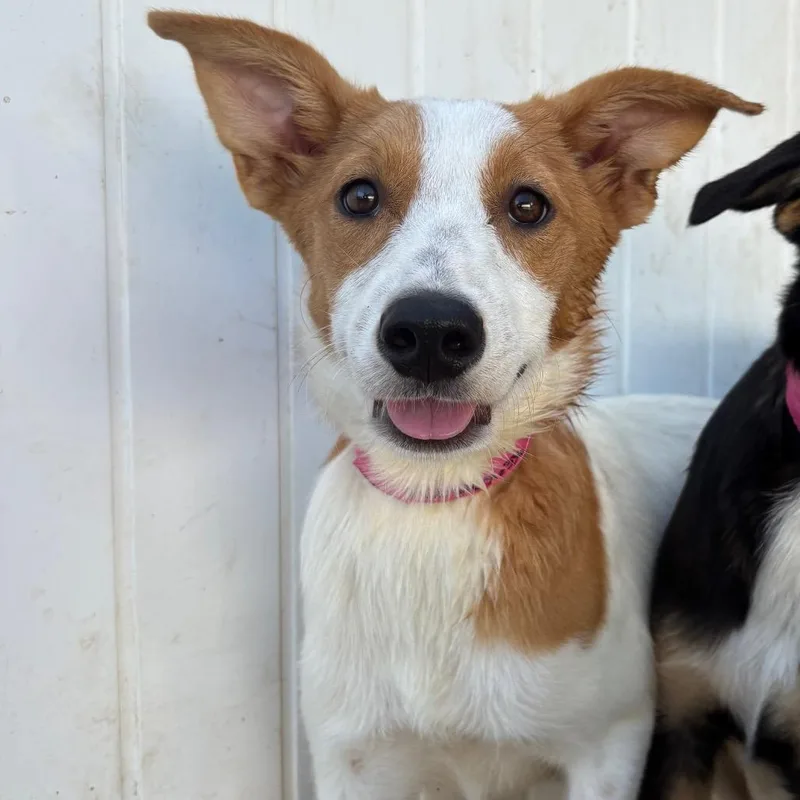 A young small-sized female White / Cream Ibizan Hound dog named Izzy for adoption in West Des Moines, IA