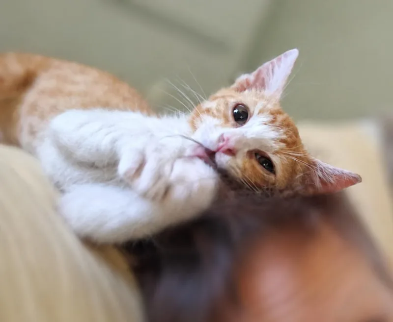 A baby medium-sized male Orange & White Tabby cat named Peanut Brittle for adoption in Fresno, CA