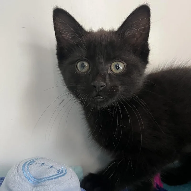 A baby small-sized female Black Domestic Short Hair cat named Moon Rock for adoption in Newark, NJ