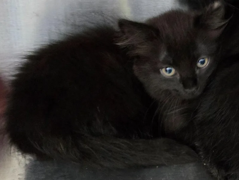A baby medium-sized female Domestic Long Hair cat named Simba for adoption in Mount Gilead, NC