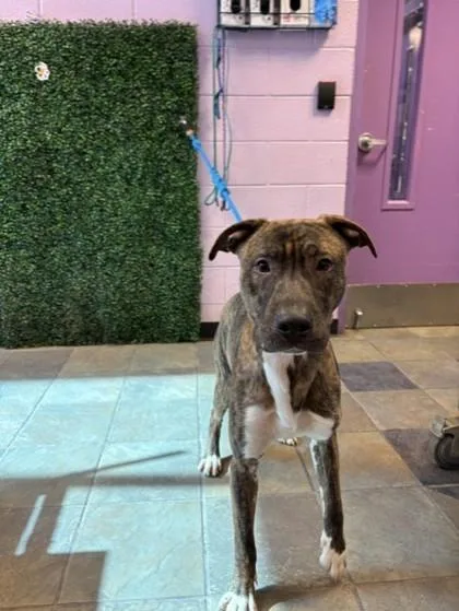 A young medium-sized male Brown / Chocolate Pit Bull Terrier dog named Chief for adoption in El Paso, TX