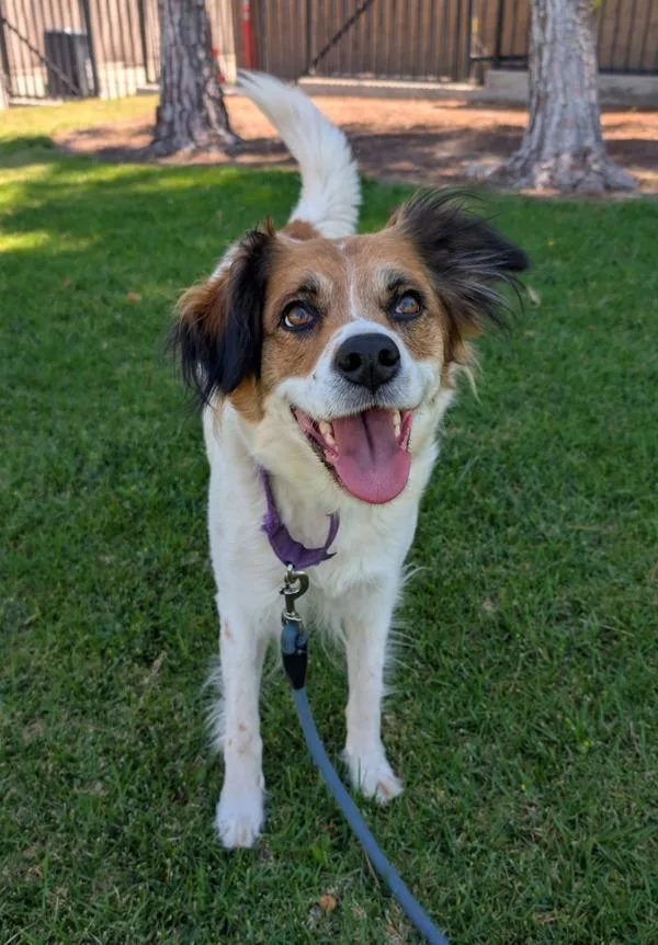 An adult medium-sized female Australian Shepherd dog named Nellie for adoption in El Cajon, CA