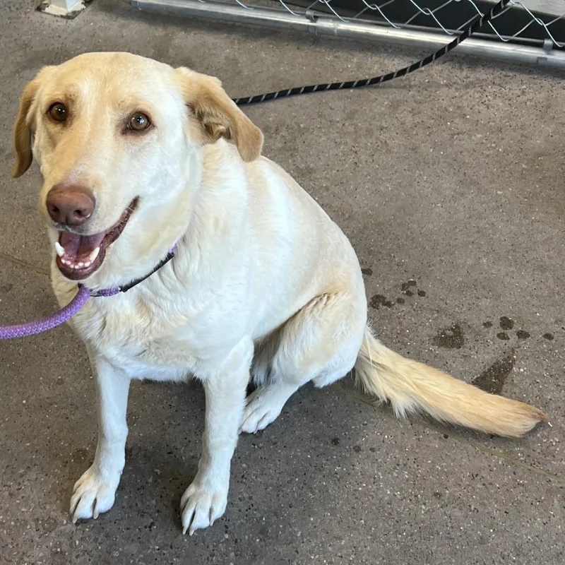 An adult medium-sized female Yellow / Tan / Blond / Fawn Mixed Breed dog named Gege for adoption in Las Cruces, NM