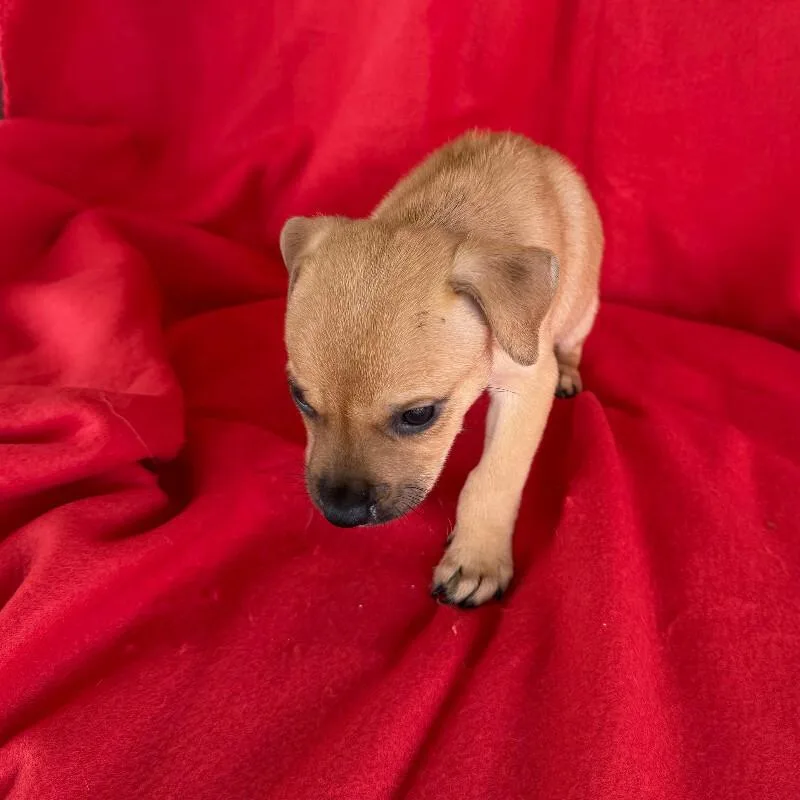 A baby small-sized female Yellow / Tan / Blond / Fawn Jack Russell Terrier dog named Gojiberry for adoption in Partlow, VA