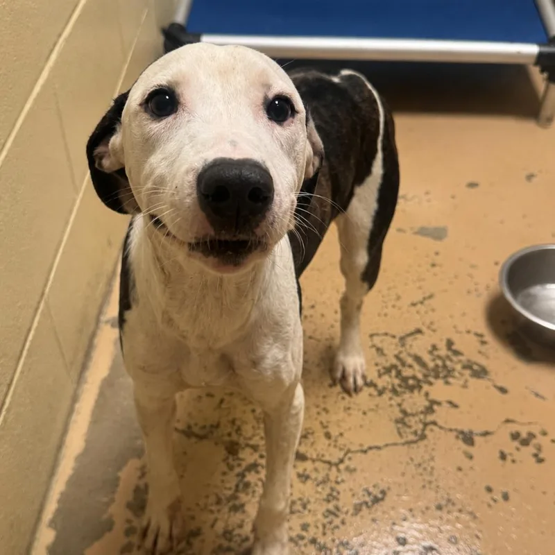 A young medium-sized female White / Cream Pit Bull Terrier dog named Sangria for adoption in Tuscaloosa, AL
