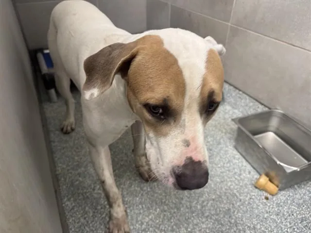 A young large-sized male American Bulldog dog named Chance for adoption in Garland, TX