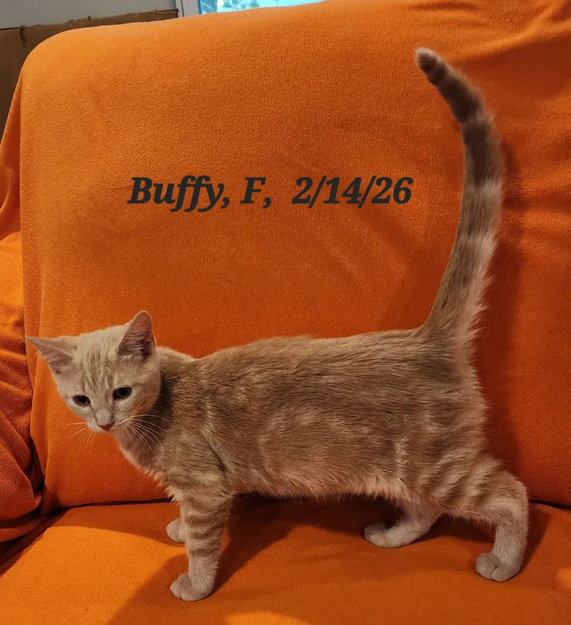 A young medium-sized female Buff & White Domestic Short Hair cat named Buffy for adoption in Houghton Lake, MI