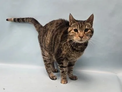 A senior small-sized female Domestic Short Hair cat named Matcha for adoption in Coon Rapids, MN