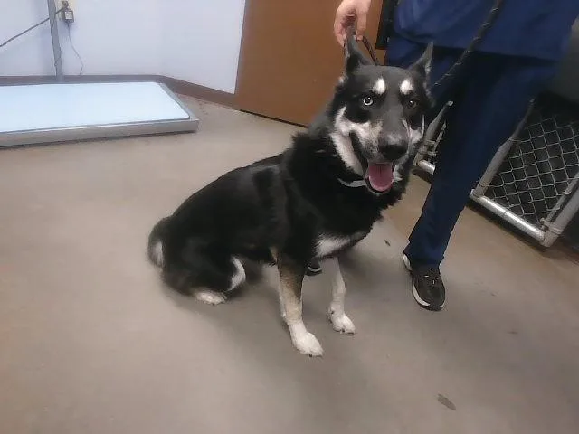 An adult large-sized male German Shepherd Dog dog named Chuck for adoption in Phoenix, AZ