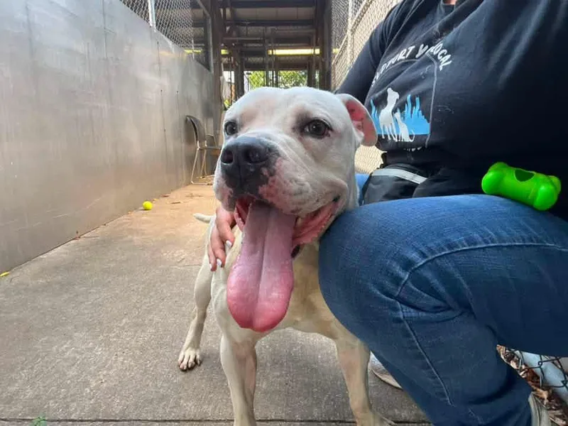 An adult medium-sized male White / Cream Pit Bull Terrier dog named Wilcox for adoption in Chicago, IL