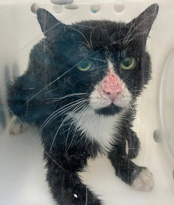 An adult medium-sized male Domestic Short Hair cat named Fizzy Pop for adoption in Staten Island, NY