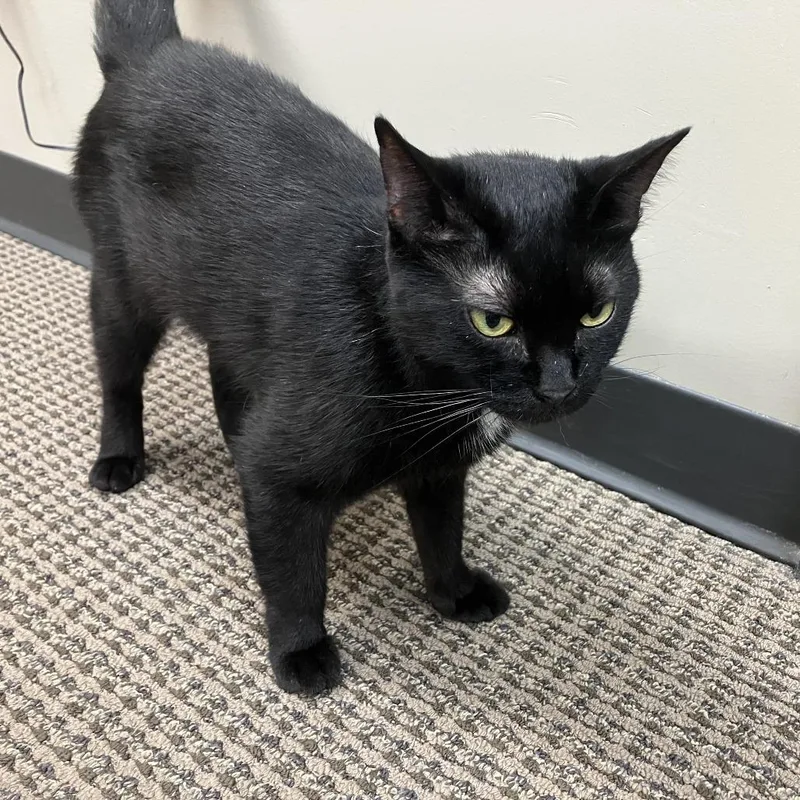 An adult small-sized female Black Domestic Short Hair cat named Mamzel for adoption in Huntsville, AL