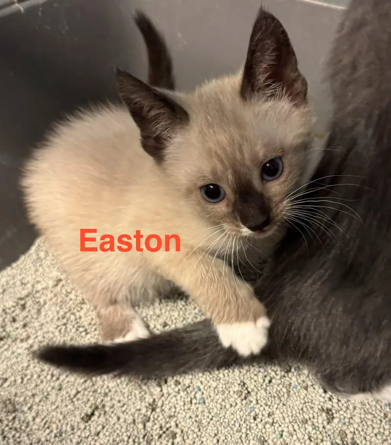 Easton
