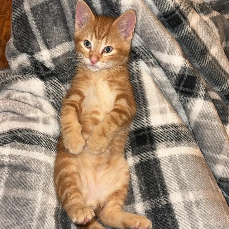 A baby small-sized male Orange / Red Domestic Short Hair cat named Toulouse for adoption in Granville, OH