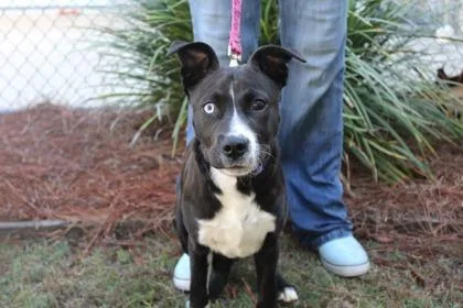 An adult medium-sized male Labrador Retriever dog named Pookie for adoption in Brunswick, GA