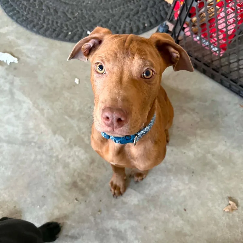 A baby medium-sized male Red / Chestnut / Orange Mixed Breed dog named Bowie for adoption in DeKalb, IL