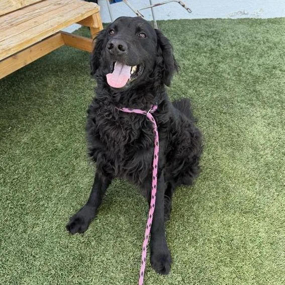 An adult large-sized male Black Curly-Coated Retriever dog named Curly for adoption in Hawthorne, CA
