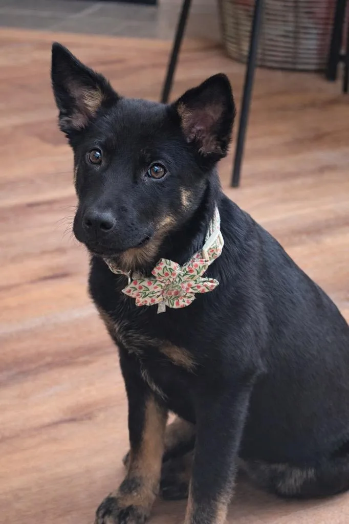 Sy Snootles thumbnail 2