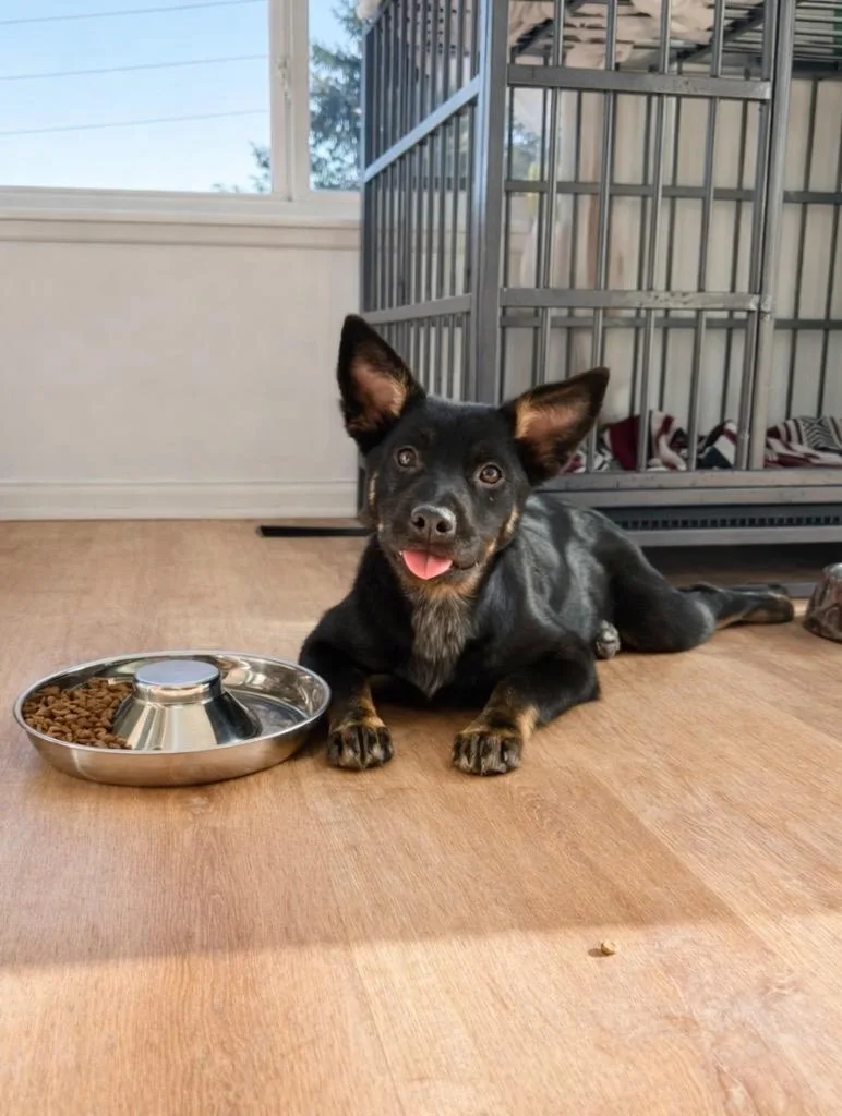 Sy Snootles thumbnail 3