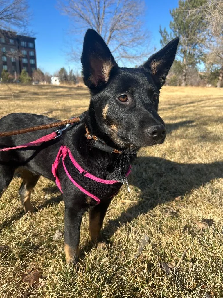 Sy Snootles thumbnail 4