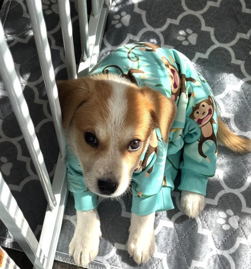A baby medium-sized male Mixed Breed dog named Crosstrek Subaru for adoption in Waunakee, WI