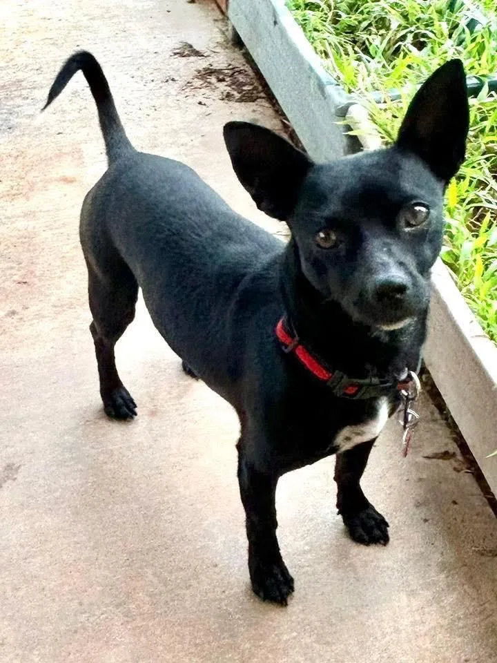 A young small-sized male Chihuahua dog named Debo for adoption in North Syracuse, NY