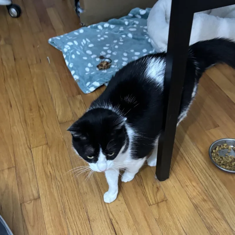 An adult small-sized female Black Domestic Short Hair cat named Fern for adoption in Westport, CT