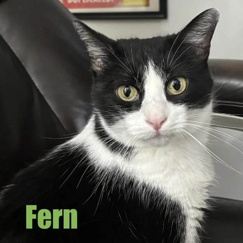 Fern thumbnail 2