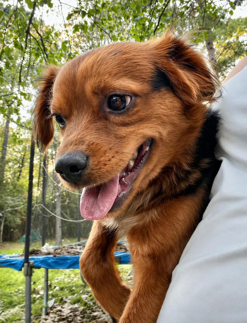 A young medium-sized male Black Beagle dog named Roger for adoption in Houston, TX