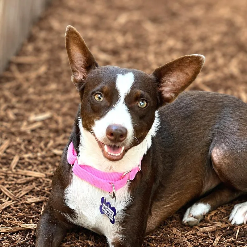 An adult small-sized female Brown / Chocolate Chihuahua dog named Nyra for adoption in Boerne, TX