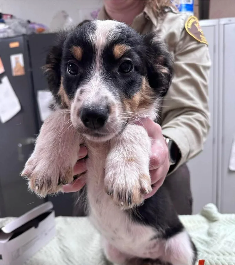 A baby medium-sized female Australian Shepherd dog named Mookiee for adoption in Peoria, IL