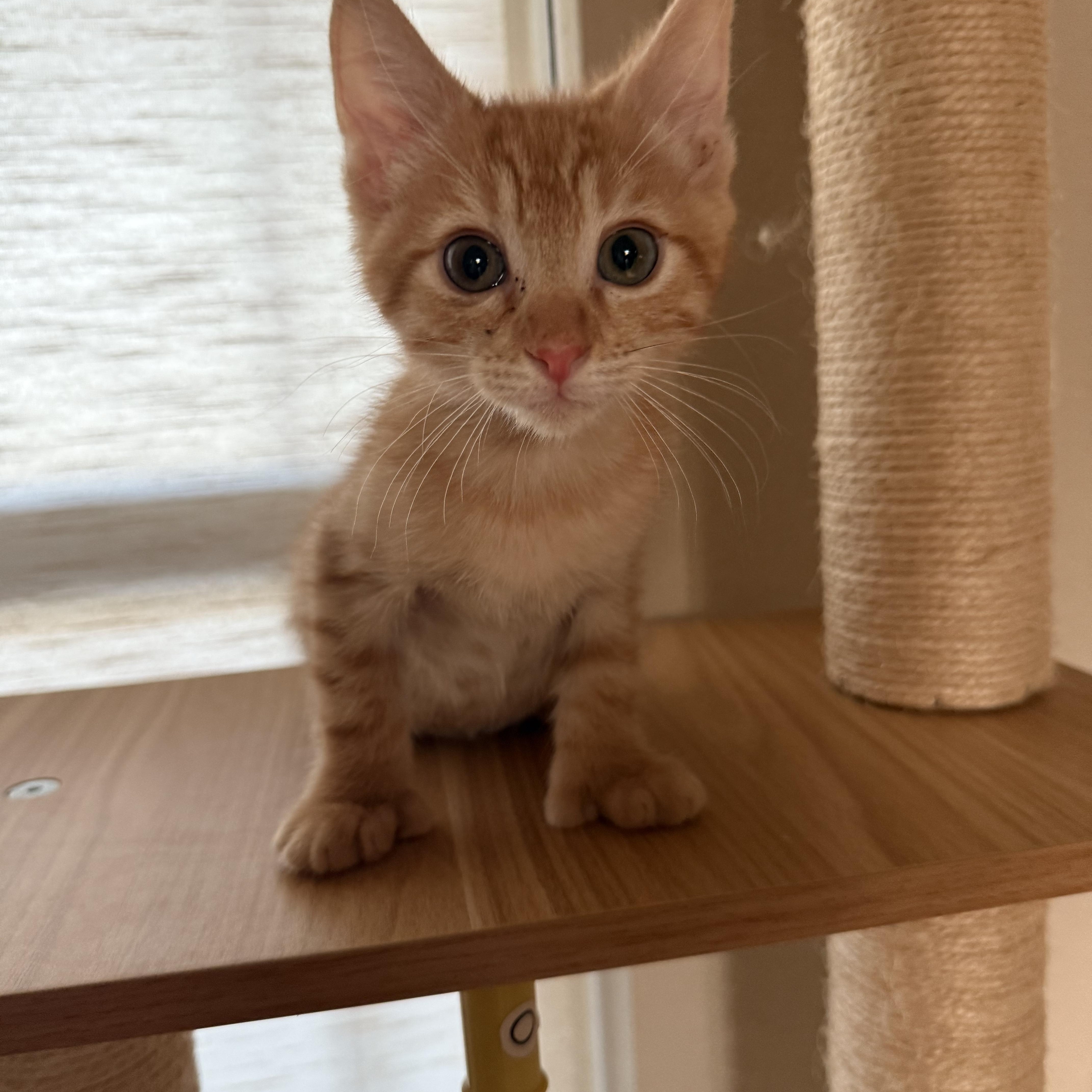 A baby medium-sized male Tabby (Orange / Red) Domestic Short Hair cat named Lucariello ORT for adoption in Missouri City, TX