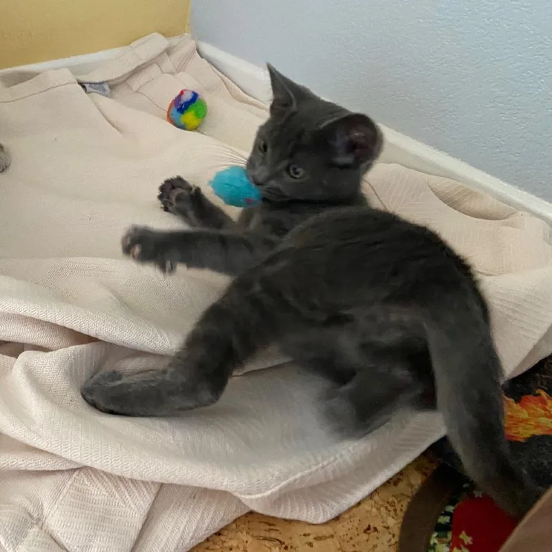 A baby small-sized male Gray / Blue / Silver Domestic Short Hair cat named Felix for adoption in Santa Rosa, CA