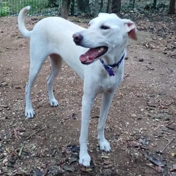 A young medium-sized female White / Cream Greyhound dog named Abby for adoption in New York, NY