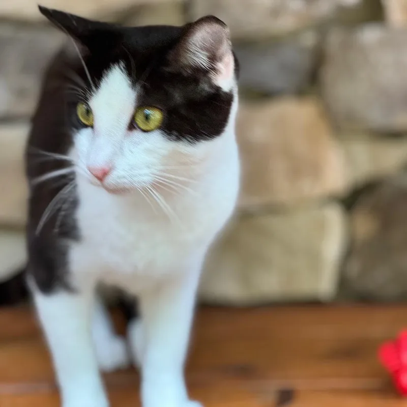 An adult large-sized female Domestic Short Hair cat named Nari for adoption in Cumming, GA