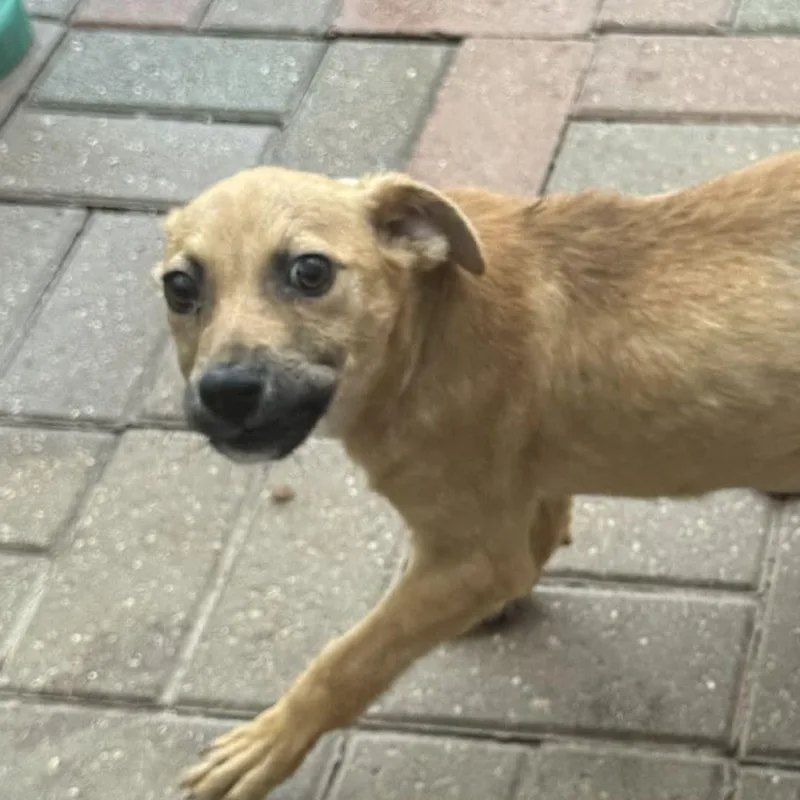 A baby medium-sized female Golden Carolina Dog dog named Tillie for adoption in Spring, TX