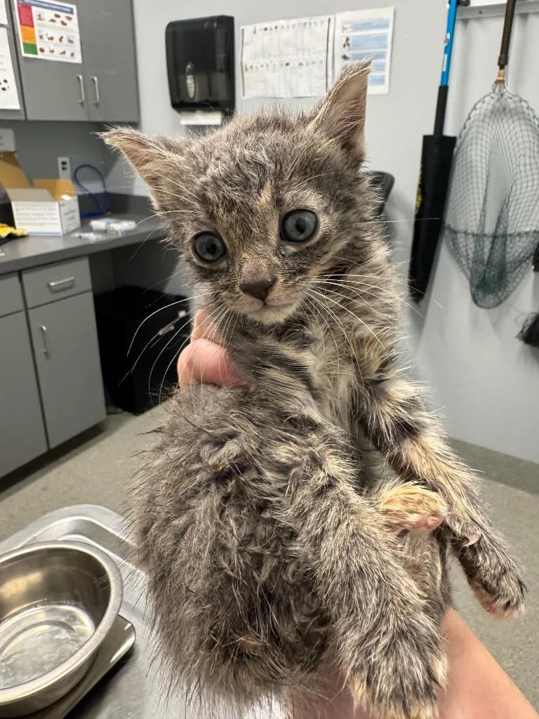 A baby medium-sized female Domestic Short Hair cat named Love for adoption in Bloomington, IN