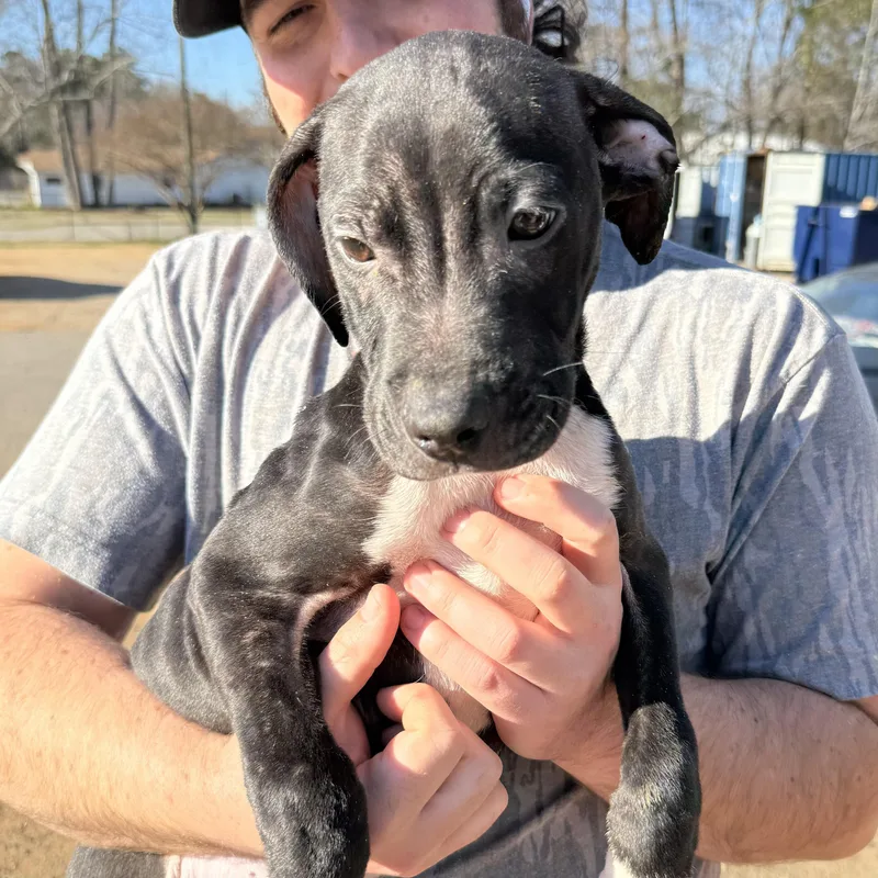 A baby medium-sized male White / Cream Pit Bull Terrier dog named Protein Bar for adoption in Columbia, SC