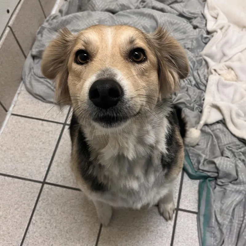 An adult medium-sized female Black Mixed Breed dog named Mary for adoption in Charleston, WV