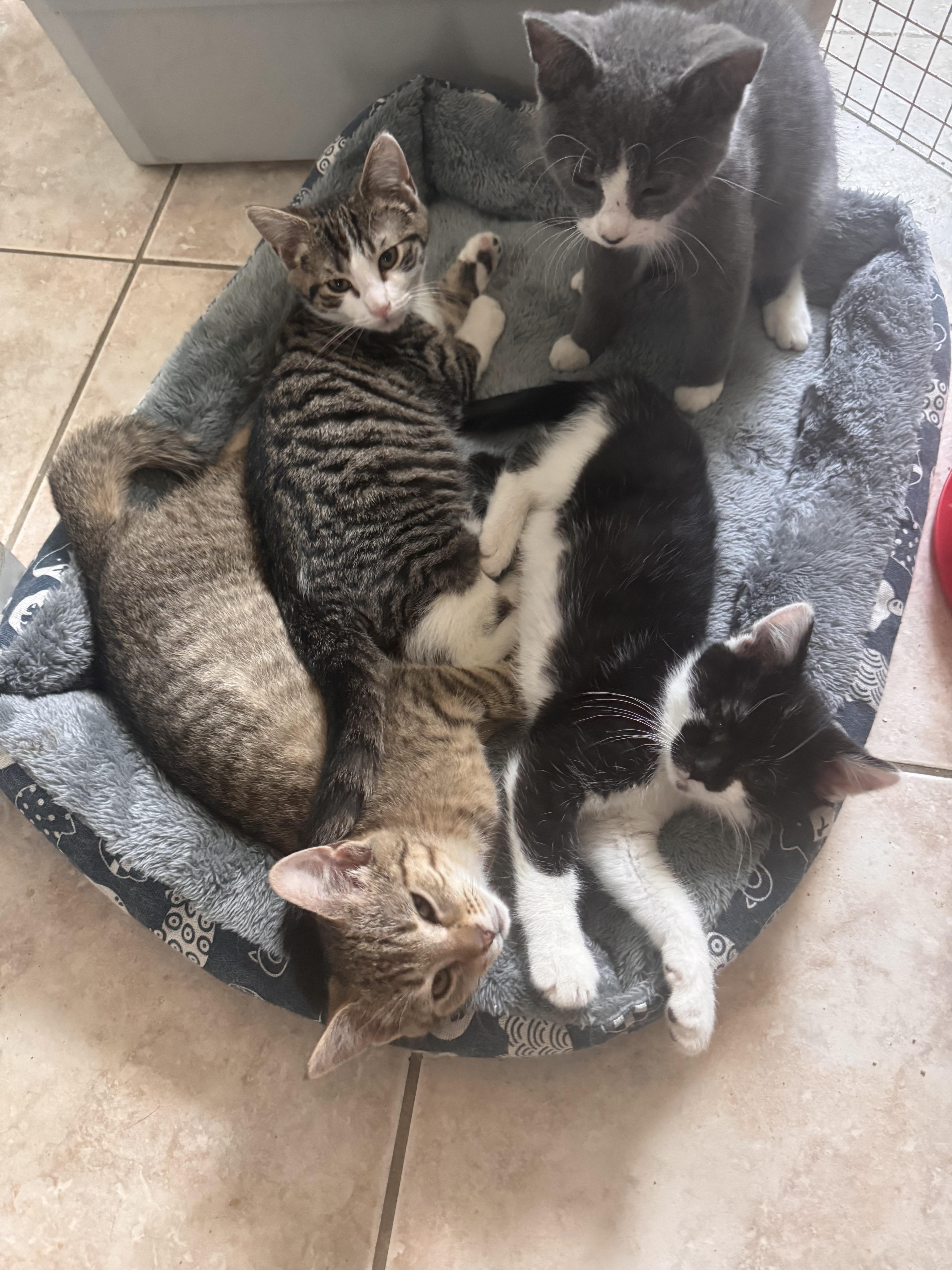 A baby small-sized male Tabby (Gray / Blue / Silver) Domestic Short Hair cat named Alvin for adoption in Westville, NJ