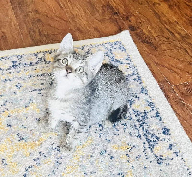 A baby medium-sized female Tabby cat named Flora for adoption in Arlington, TX