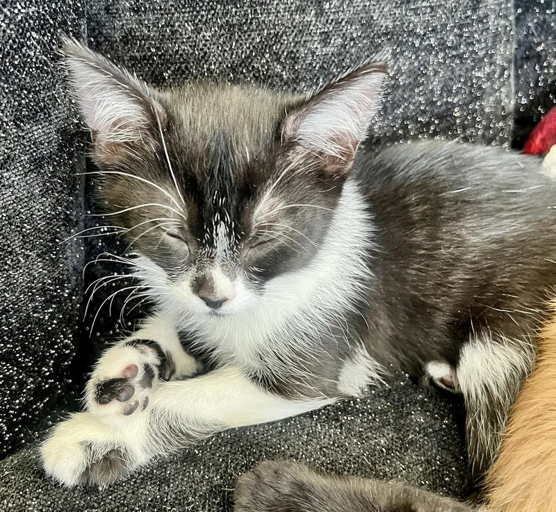 A baby medium-sized female Domestic Short Hair cat named Tuxaloosa Lee for adoption in Phoenix, AZ